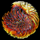Illustration for article titled Peer Inside a Beautiful Model of a Spinning Star